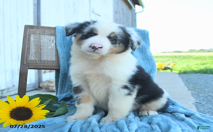 Australian Shepherd dogs for sale - Ad 1