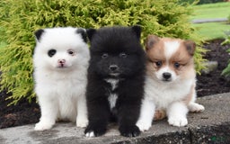 Pomeranian dogs for sale: Teddy - Image 2