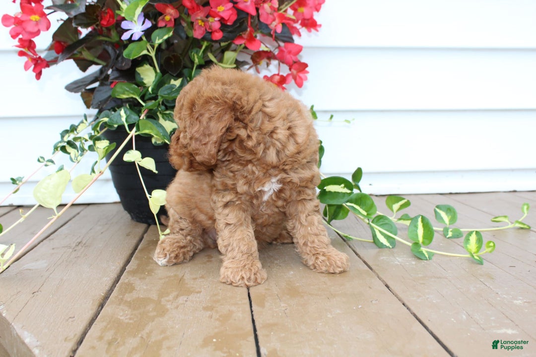 Mini Goldendoodle dogs for sale: Karly - Image 11