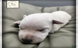 Miniature Schnauzer dogs for sale: Herbert - Image 10