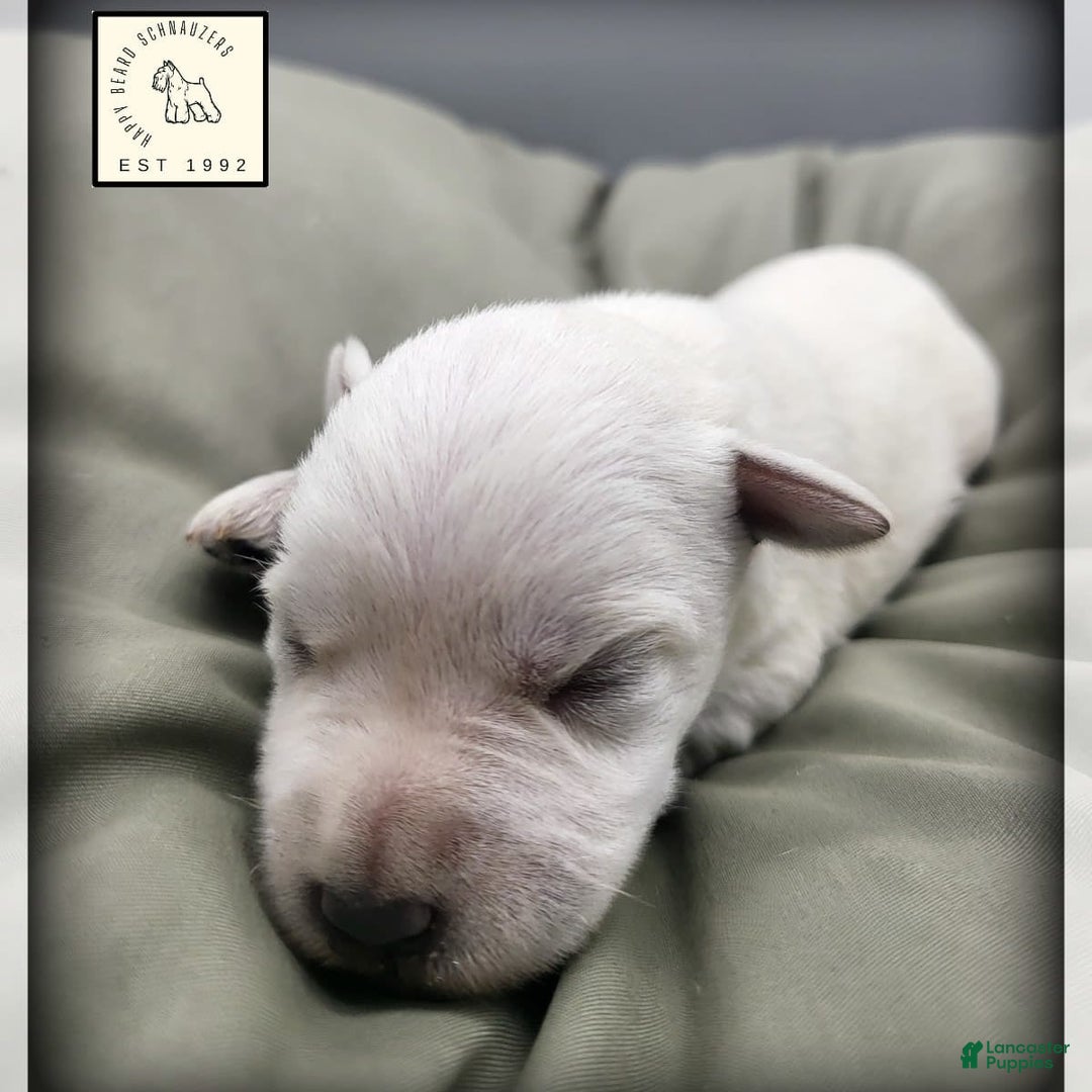 Miniature Schnauzer dogs for sale: Herbert - Image 10