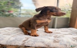 Doberman Pinscher dogs for sale: Mocha - Image 3