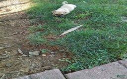 Jug dogs for sale: Josie - Image 1