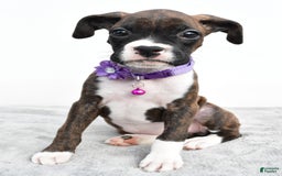 Boxer dogs for sale: Remi - Image 4