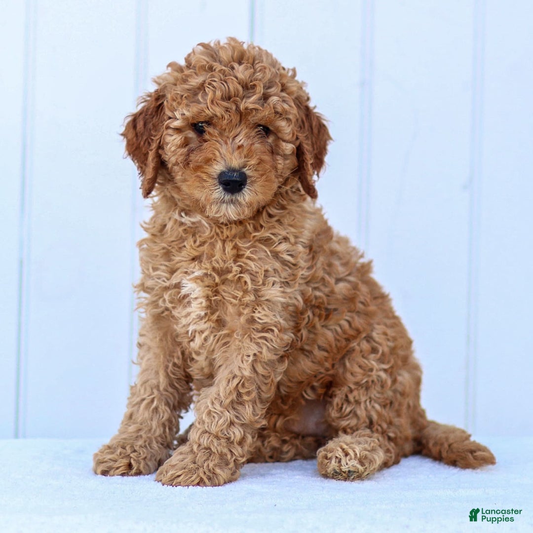 Standard Poodle dogs for sale: Rachel - Image 9