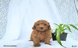 Mini Goldendoodle dogs for sale: Marshall - Image 5