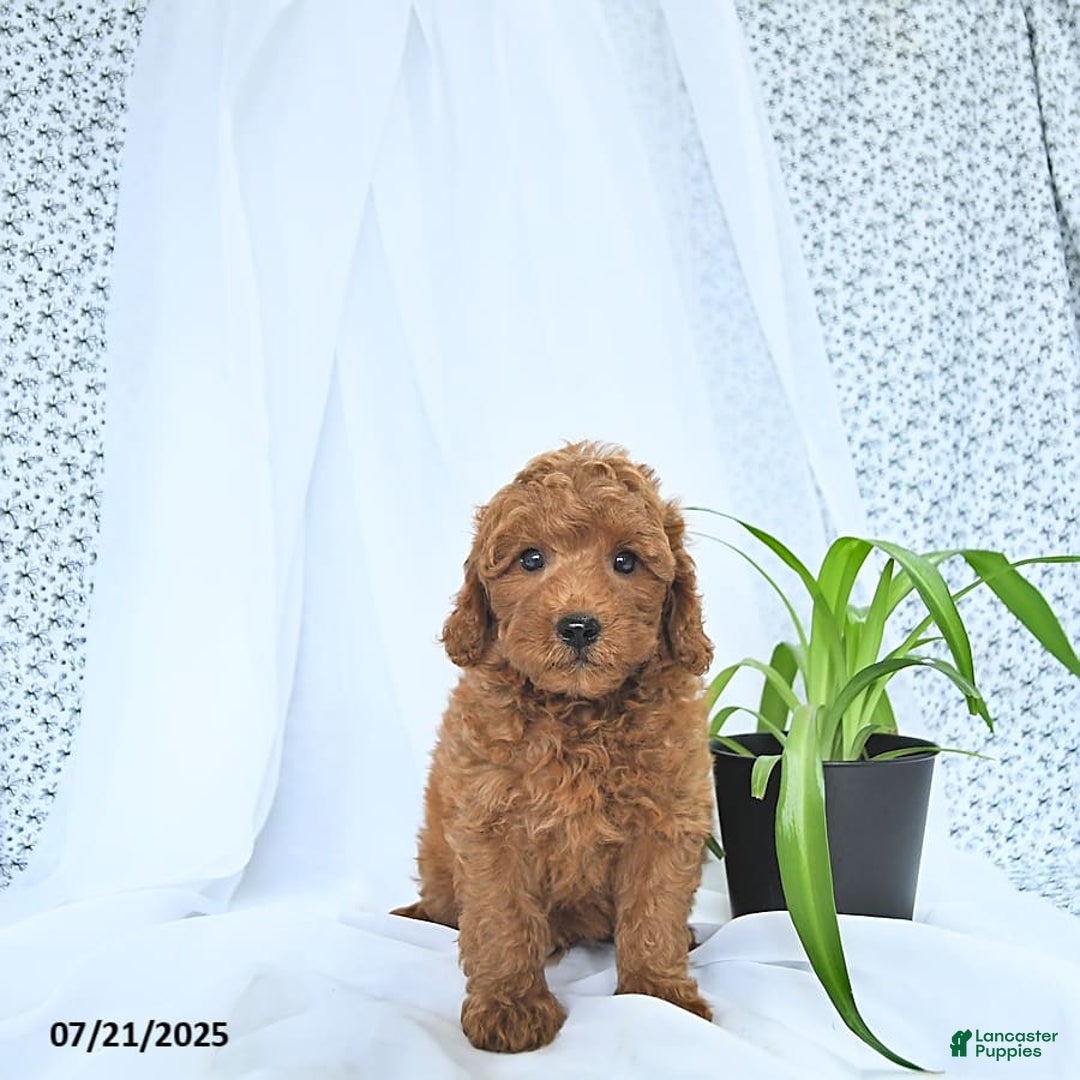 Mini Goldendoodle dogs for sale: Marshall - Image 5