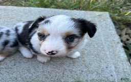 Welsh Corgi Pembroke dogs for sale: Brutus - Image 3