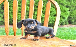 Miniature Dachshund dogs for sale: Twinkle - Image 8