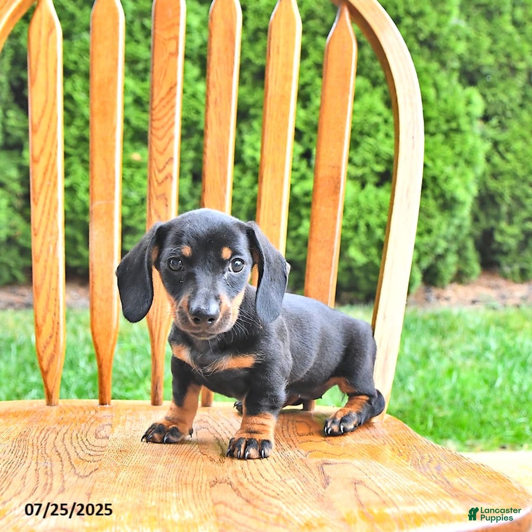 Miniature Dachshund dogs for sale: Twinkle - Image 8