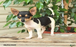 Rat Terrier dogs for sale: Riley - Image 4