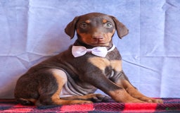 Doberman Pinscher dogs for sale: Daisy - Image 13