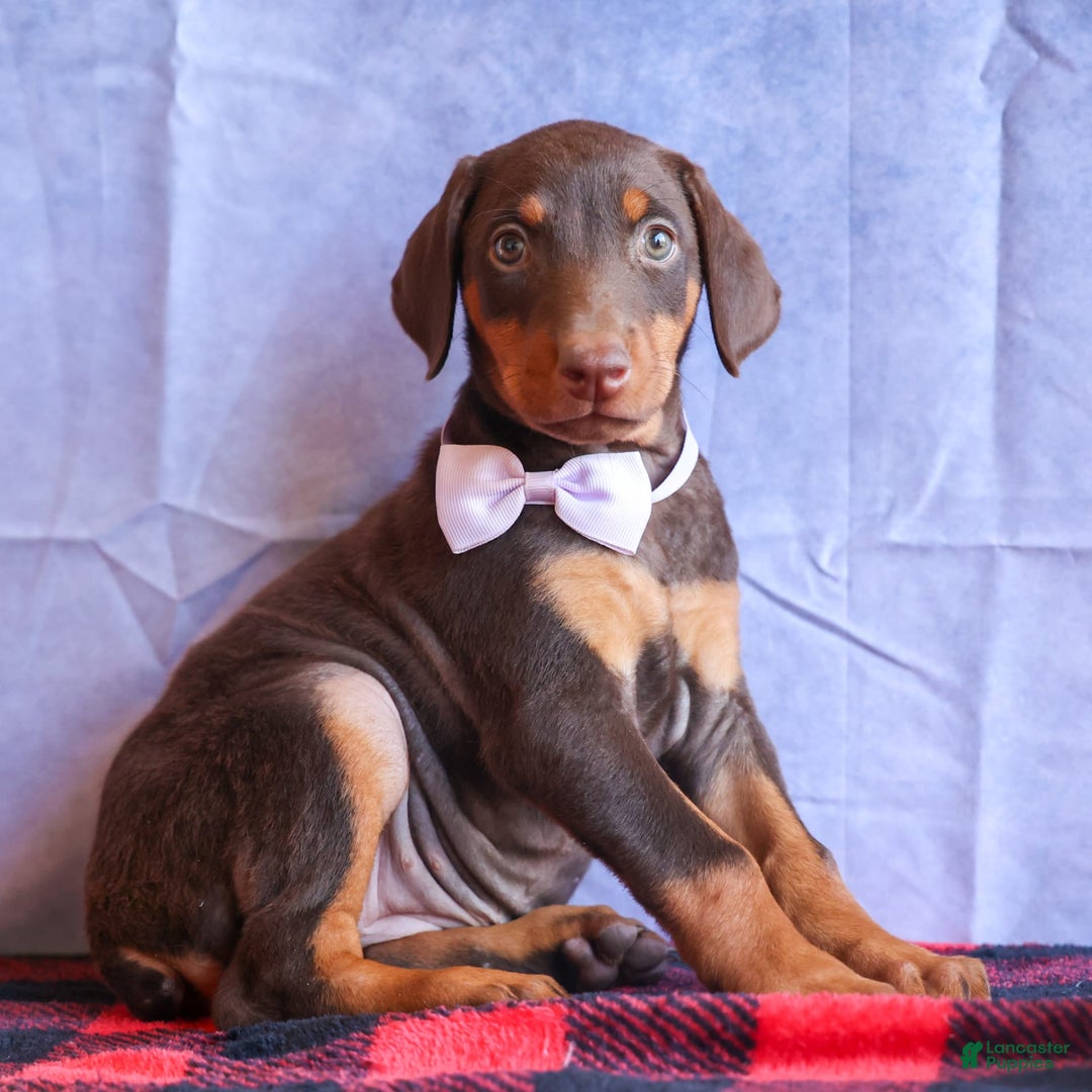 Doberman Pinscher dogs for sale: Daisy - Image 13