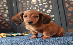 Dachshund dogs for sale: Bugsy - Image 1