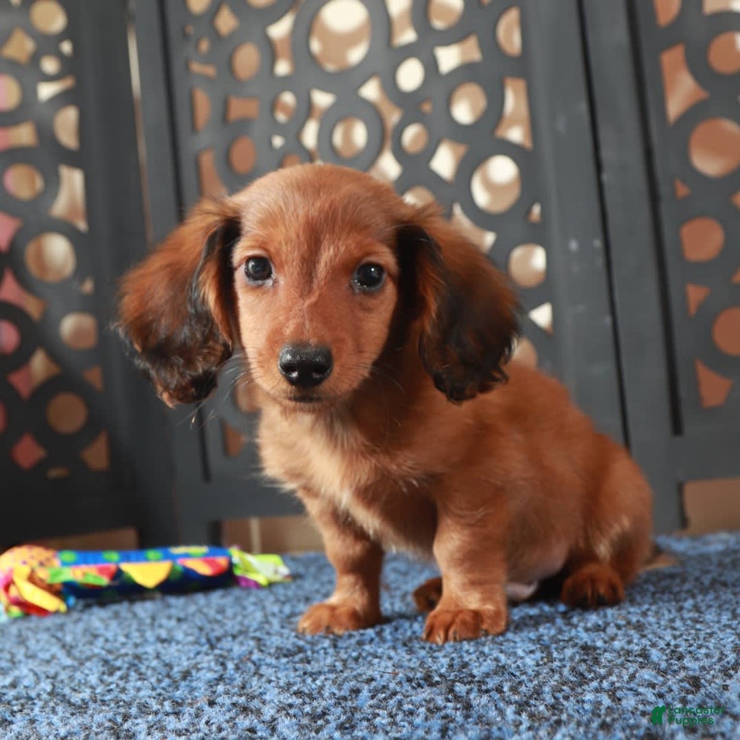 Dachshund dogs for sale: Bugsy - Image 1