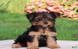 Yorkshire Terrier dogs for sale: Tia - Image 11