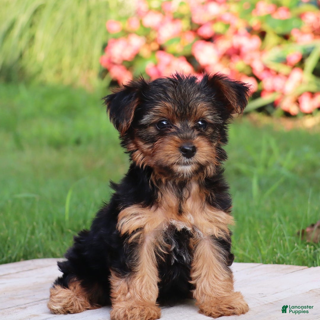 Yorkshire Terrier dogs for sale: Tia - Image 11