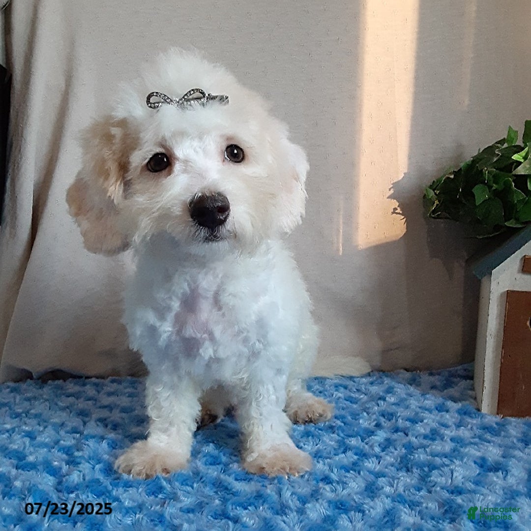 Bichpoo dogs for sale: Colby - Image 8