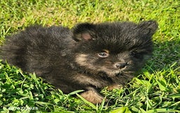 Pomeranian dogs for sale: Pomeranian 4 puppies - Image 13