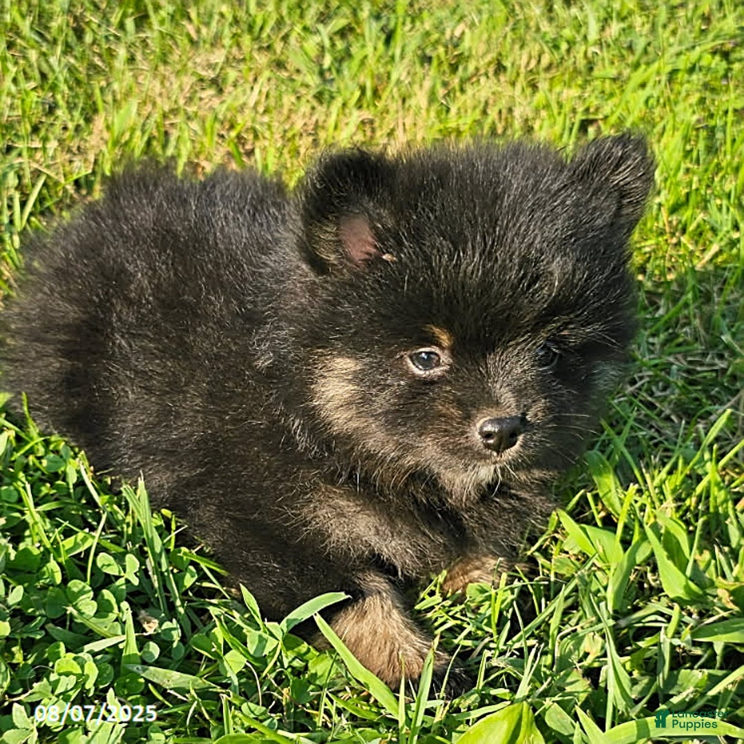 Pomeranian dogs for sale: Pomeranian 4 puppies - Image 13
