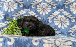 Yorkiepoo dogs for sale: Logen Toy Size - Image 3