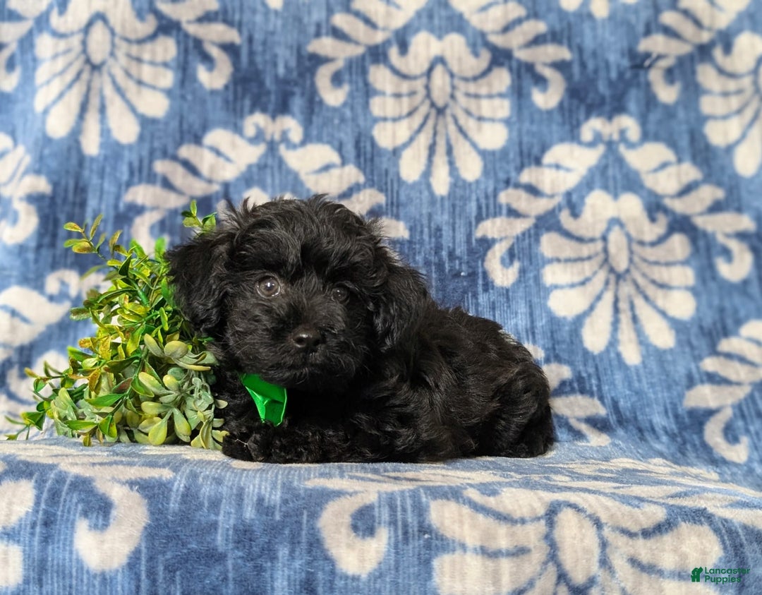 Yorkiepoo dogs for sale: Logen Toy Size - Image 3