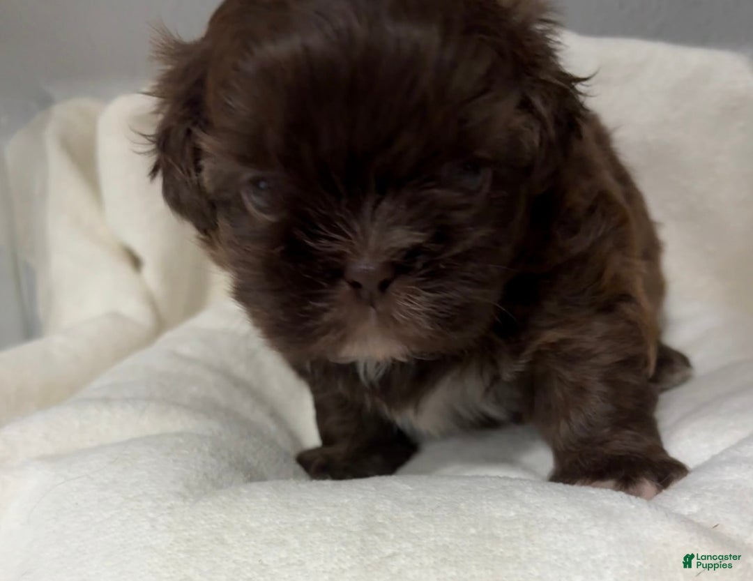 Shih Tzu dogs for sale: Kaylee - Image 1
