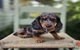 Miniature Dachshund dogs for sale: Andrew - Image 7