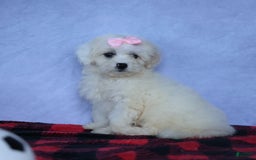 Shihpoo dogs for sale: Callie - Image 17