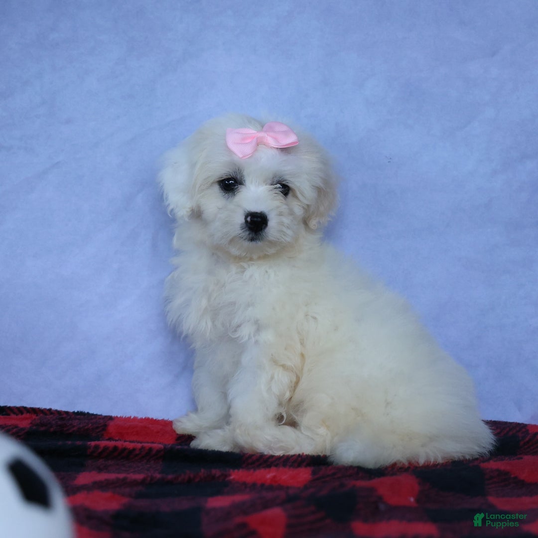 Shihpoo dogs for sale: Callie - Image 17