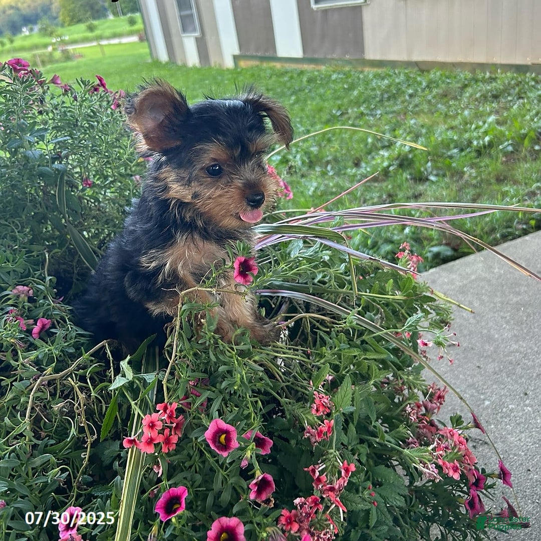 Yorkshire Terrier dogs for sale: Macy - Image 3