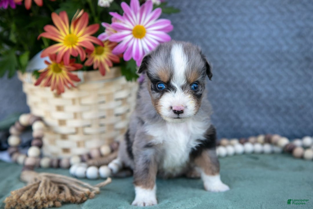 Miniature Australian Shepherd dogs for sale: Timmy - Image 3