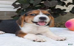 Beagle dogs for sale: Benji - Image 17