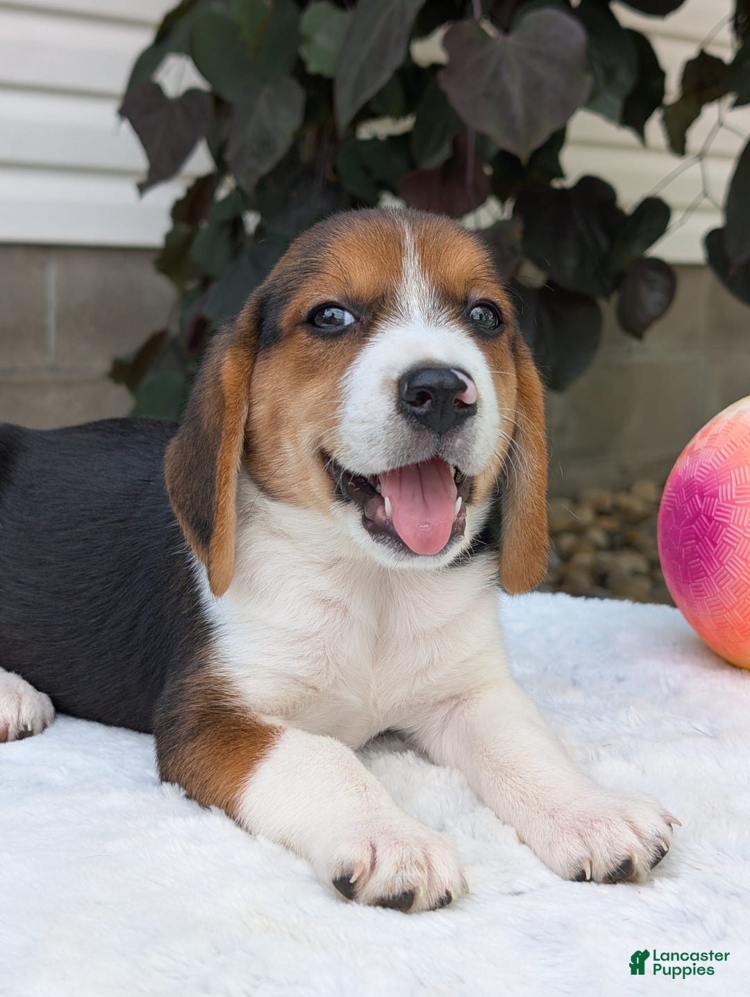 Beagle dogs for sale: Benji - Image 17