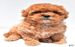 Cavapoo dogs for sale: Riley - Image 5