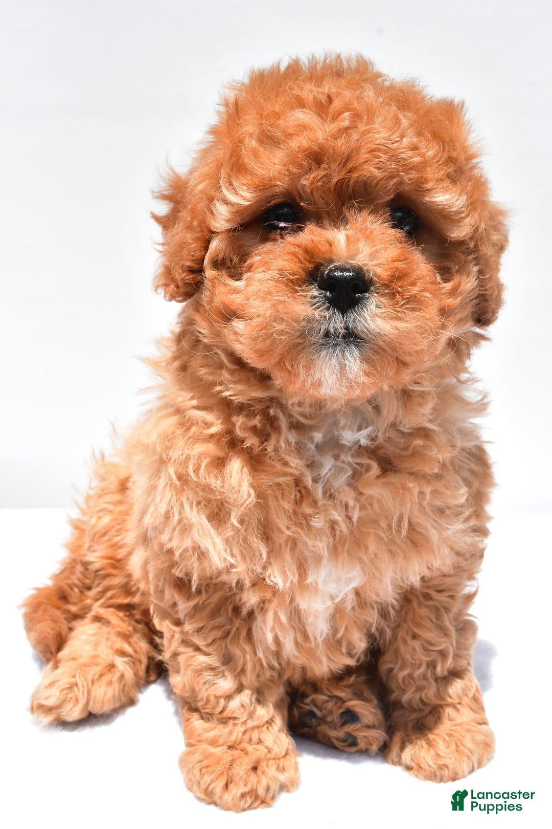 Cavapoo dogs for sale: Riley - Image 5