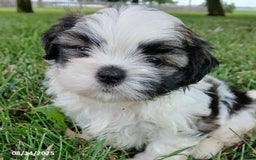 Shih Tzu dogs for sale: Carter - Image 2