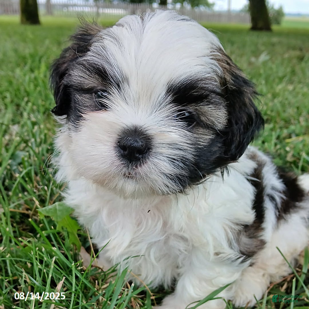 Shih Tzu dogs for sale: Carter - Image 2