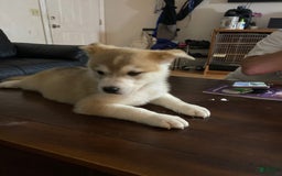 Siberian Husky dogs for sale: Can Choose - Image 2