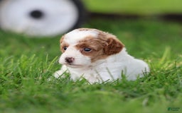 Toy Poodle dogs for sale: Sweetie - Image 7