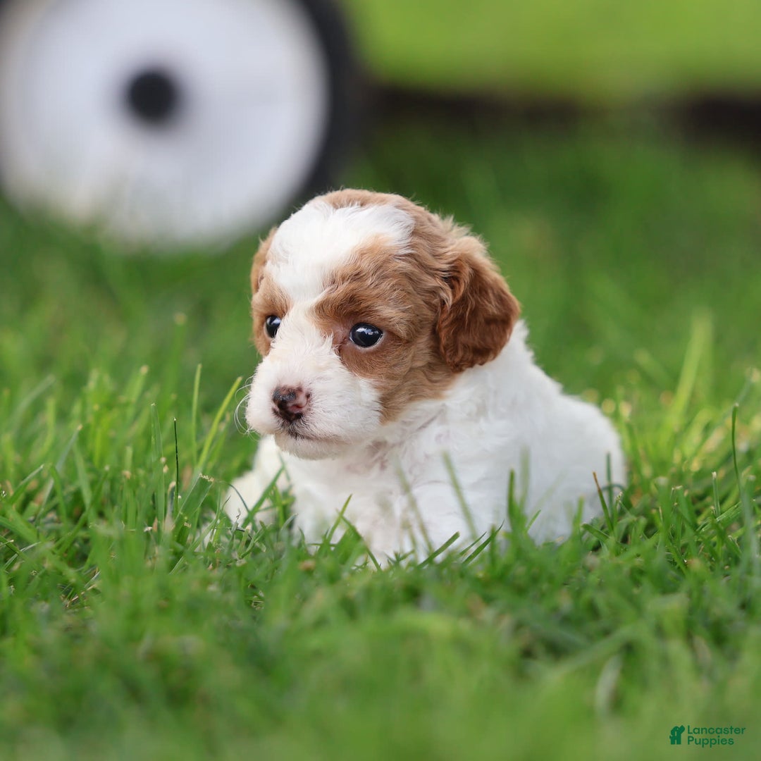 Toy Poodle dogs for sale: Sweetie - Image 7