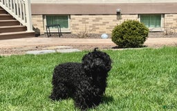 Cockapoo dogs for sale: Brent - Image 6