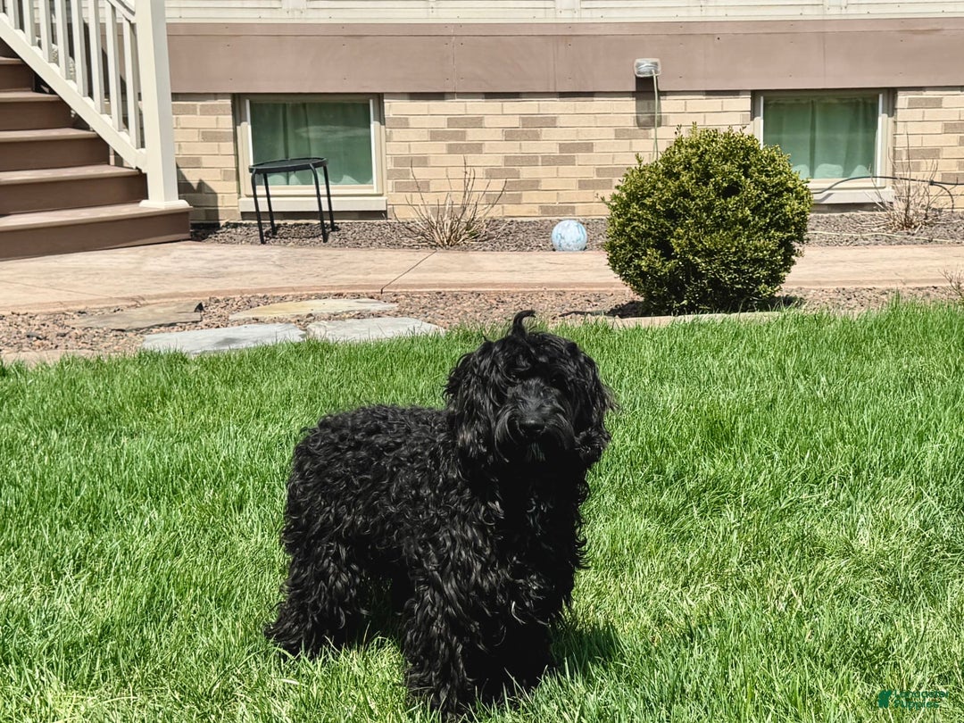 Cockapoo dogs for sale: Brent - Image 6