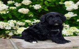 Portuguese Water Dog dogs for sale: Milo - Image 2