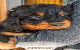 Bernedoodle dogs for sale: Stetson - Image 13
