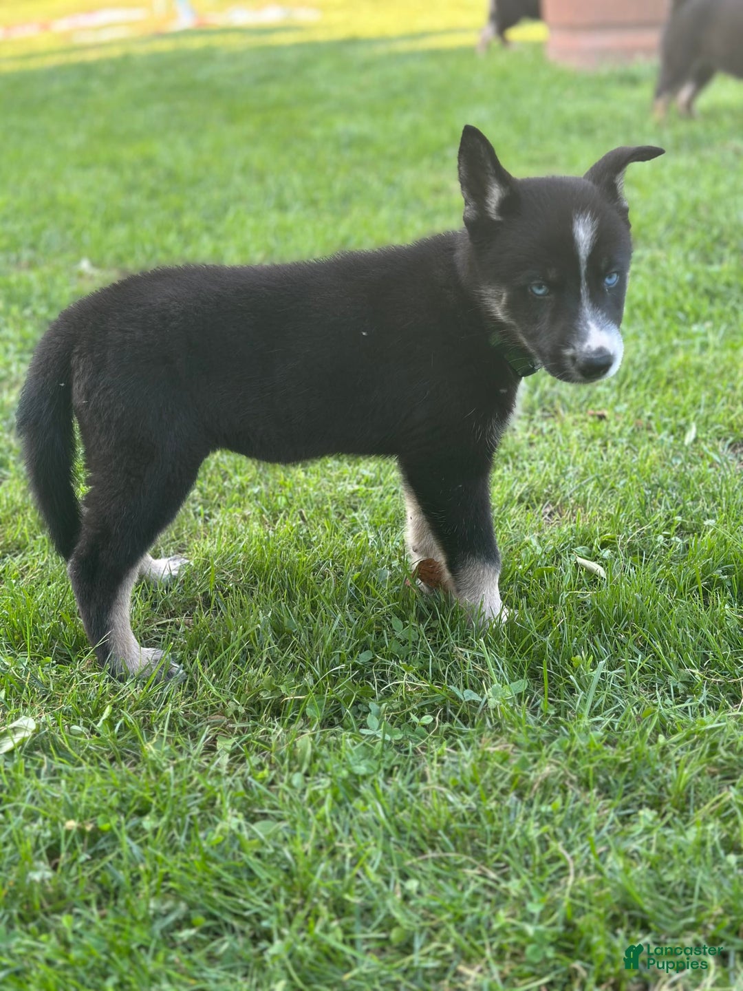 Gerberian Shepsky dogs for sale: Princess - Image 7