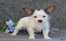 Yorkshire Terrier dogs for sale: Tessa - Image 6