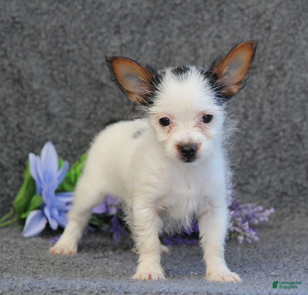 Yorkshire Terrier dogs for sale: Tessa - Image 6
