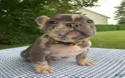 French Bulldog dogs for sale: Heathcliff - Image 2
