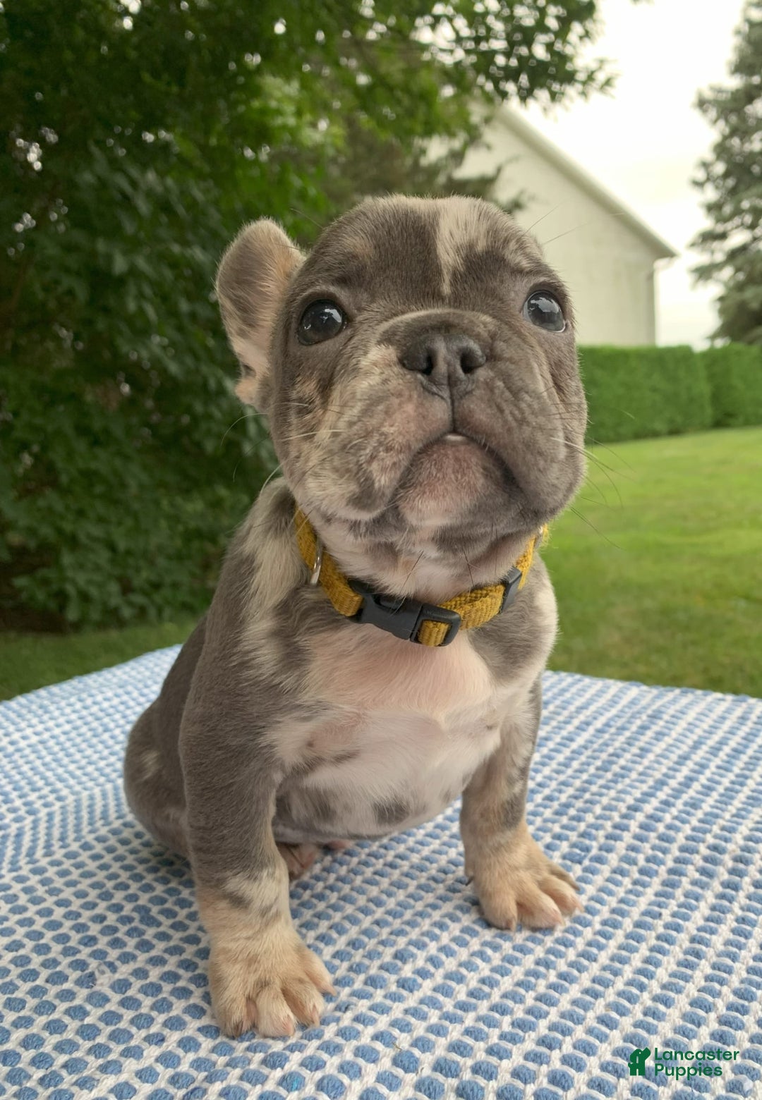 French Bulldog dogs for sale: Heathcliff - Image 2